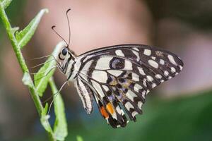 Schmetterling Sitzung auf Blume oder Grün Blatt foto