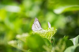 Schmetterling Sitzung auf Blume oder Grün Blatt foto