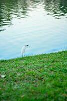 Weiß Reiher im das See foto