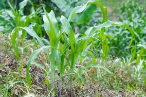schön Mais Felder Grün Blätter und nass von das Regen, landwirtschaftlich Pflanzen sind wachsend foto
