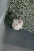 bezaubernd Gesichter von wenig süß bunt Hamster foto