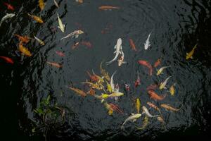 bunt japanisch gut Glück Koi Fisch Schwimmen im Teich Wasser foto