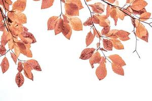 braune Baumblätter in der Herbstsaison foto