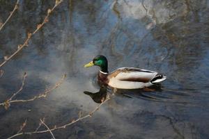 ein erpelvogel schwimmt auf dem see foto