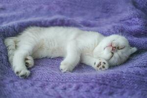 ein schön wenig weiß grau Kätzchen singt auf ein gestrickt lila Pullover. süß schottisch falten Katze ist ruhen. foto