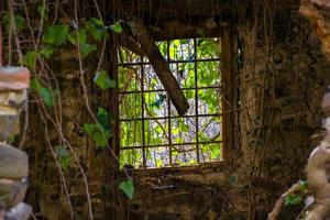 altes Fenster und Vegetation foto