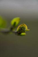 ein Ast mit jung Blätter im natürlich Bedingungen im Frühling. foto