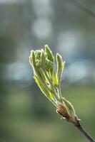 ein Ast mit jung Blätter im natürlich Bedingungen im Frühling. foto