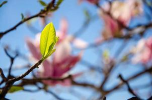 Blühende Magnolie im Frühling blüht auf einem Baum vor einem strahlend blauen Himmel foto