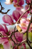 Blühende Magnolie im Frühling blüht auf einem Baum vor einem strahlend blauen Himmel foto