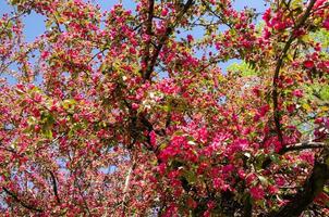 rote Blüten des blühenden Apfelbaums im Frühjahr in den Sonnenstrahlen foto