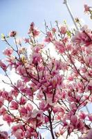 Blühende Magnolie im Frühling blüht auf einem Baum vor einem strahlend blauen Himmel foto