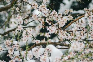 schließen oben von Schnee auf das Blumen- schneit auf das Bäume foto