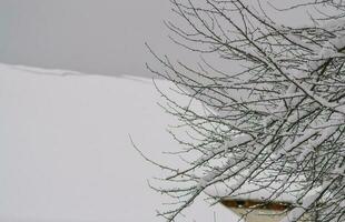 schließen oben von Schnee- Winter im das Holz foto