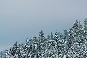 schließen oben von Schnee- Winter im das Holz foto