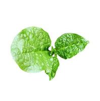 Grün Gemüse es ist namens pui Shag im Bangladesch isoliert Blatt Baum Ast transparent foto