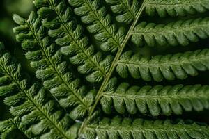 Athyrium filix-femina auf ein natürlich Grün Hintergrund. foto