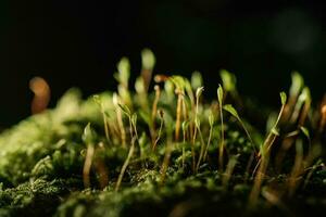 bunt Moos Nahansicht. Hintergrund zum Ihre Text. foto