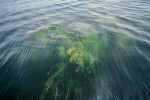 Algen unter das klar Wasser von das See. foto