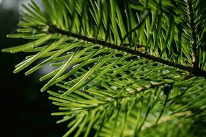 das Ast von das Weihnachten Baum im Nahansicht. foto