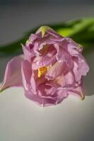 schön Blumen- Hintergrund von lila Tulpen Nahansicht. foto