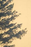 das Schatten von ein Tanne Baum auf das Mauer im das Licht von das Rahmen Sonne. foto