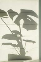 das Schatten von Monstera Blätter auf ein hölzern Mauer. foto