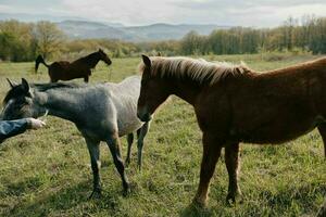 Natur Säugetier Pferd im das Feld Landschaft Landschaft foto