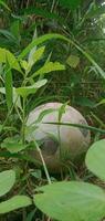 ein verlassen alt Ball im das Gras foto
