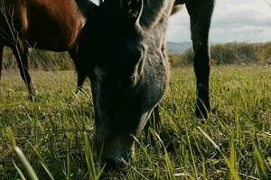 Natur Landschaft Pferd im das Feld Essen Gras Tiere foto