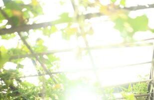 Sommer- Hintergrund - - Sonnenlicht durch Grün Baum im das Garten foto