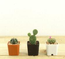 drei anders Kaktus ordnen auf hölzern Tabelle gegen Weiß Hintergrund foto