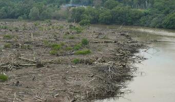 illegal Protokollierung Aktivitäten von Mangrove Sümpfe durch das Fluss foto