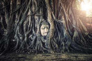 Buddha-Kopf in Ayutthaya foto