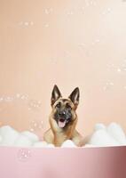 süß Belgier Schäfer Hund im ein klein Badewanne mit Seife Schaum und Blasen, süß Pastell- Farben, generativ ai. foto