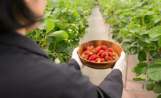 organisch Erdbeeren, frisch, sauber, sicher von Chemikalien foto