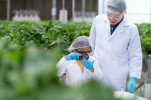 im das geschlossen Erdbeere Garten, ein jung Wissenschaftler führt ein Erdbeere Nährstoff Produktion Experiment mit ihr Wissenschaft Klasse. foto