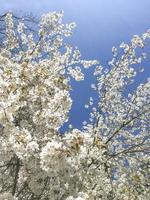weiße Blüten an einem Hartriegelbaum im Frühjahr foto