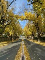 schön Herbst Jahreszeit Stadtbild gefallen Blätter im das Höhe von Herbst zu Erfassung das beschwingt Gelb von das Ginkgo Baum entlang das Straße im Albury, Neu Süd Wales, Australien. foto