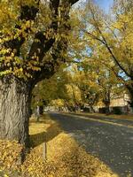 schön Herbst Jahreszeit Stadtbild gefallen Blätter im das Höhe von Herbst zu Erfassung das beschwingt Gelb von das Ginkgo Baum entlang das Straße im Albury, Neu Süd Wales, Australien. foto