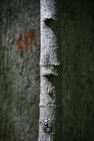 kleiner Baum vor einem großen Baum mit Graffiti im Wald foto