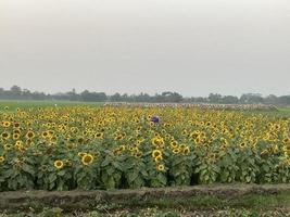 schöne Sonnenblumen auf dem Feld foto
