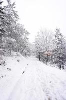 Schnee im Wald in der Wintersaison foto