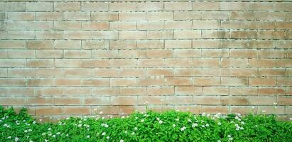 Grün Baum Pflanze mit Weiß Blume auf Rau Backstein Mauer zum Hintergrund mit über Kopieren Raum. Hintergrund, Garten, Wachstum, Schönheit von Natur und Muster Konzept. foto