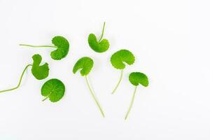 oben Aussicht auf Tabelle Centella asiatica Blätter mit isoliert auf Weiß Hintergrund foto