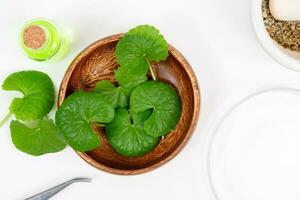 oben Aussicht auf Tabelle Centella asiatica Blätter mit isoliert auf Weiß Hintergrund foto