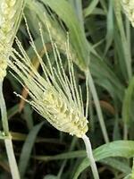 Weizen von Vorderseite foto