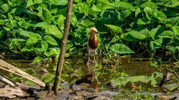 Chinesisch Teich Reiher Gehen entlang das Ufer von das See foto