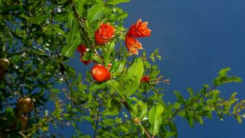 Granatapfel auf das Baum Blau Himmel Hintergrund foto