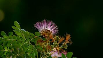 Calliandra Hämatozephalie Blühen im das Garten foto